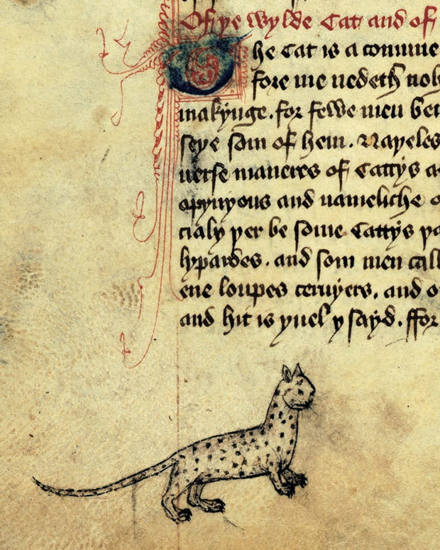 Cats in Medieval Manuscripts (British Library Medieval Guides) - Kathleen Walker-Meikle - Tarotpuoti